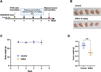 Dehydroepiandrosterone suppresses human colorectal cancer progression through ER stress-mediated autophagy and apoptosis in a p53-independent manner